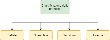Branchie - Classificazione